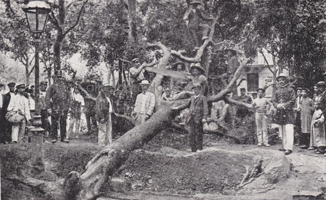 1908 Ciutadans i autoritats posen davant l'alzina del Passeig de Gràcia (al davant del Palau Robert) després d'haver estat tirada a terra L'alzina del passeig de Gràcia