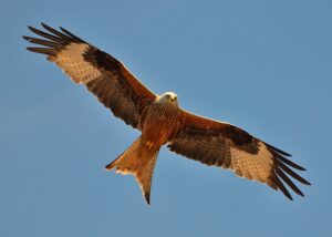 Milà reial (Milvus milvus). Fotografia de Noel Reynolds (Viquipèdia)